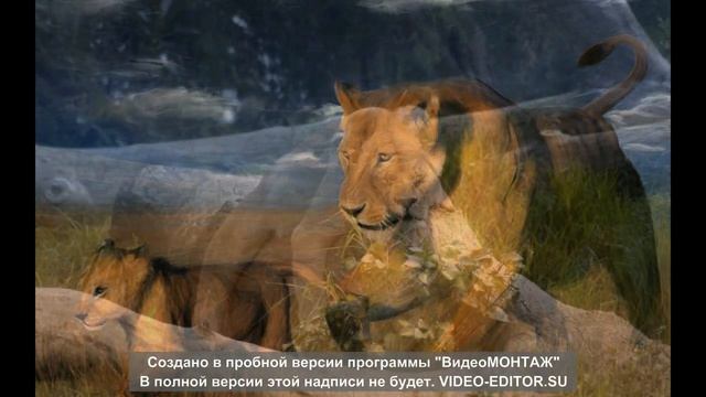 Красивейшие львы смотреть онлайн