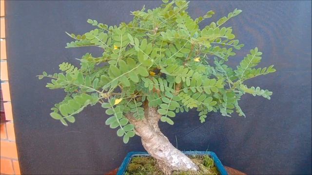 Бонсай Карагана древовидная "Танец льва" Caragána arboréscens жёлтая акация 2021 год весна смотреть онлайн