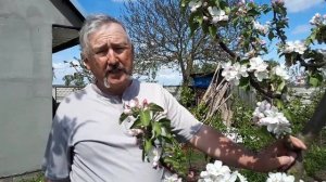 Обработка колонновидной яблони весной