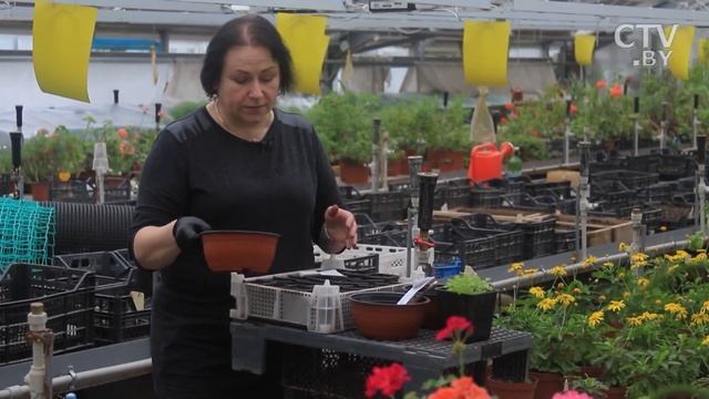 Как вырастить петунию, черенковать и сохранить на зиму