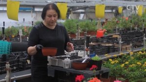 Как вырастить петунию, черенковать и сохранить на зиму