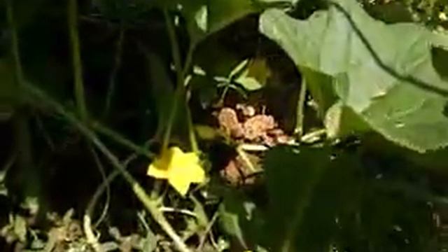 Nikon COOLPIX L31 Video quality checking in Cucumber Farm of Kerala смотреть онлайн