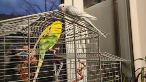 Первая встреча двух попугаев/как идёт приручение волнистого попугая