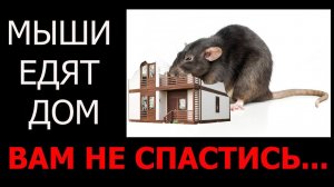 Мыши едят дом. Вам не спастись. Грызуны. Утеплитель едят мыши.