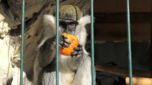 Зеленые мартышки справились с мандарином, лакомились Green monkeys coped with tangerine, feasted on