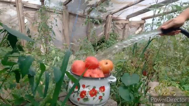 Мои козы и телята пропали китайцам.Томаты смотреть онлайн