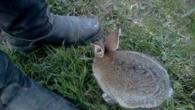 вечерняя прогулка с кроликом смотреть онлайн