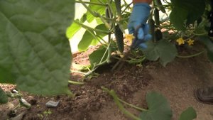 Огуречная теплица. Нужно ли обрезать листья у огурцов?