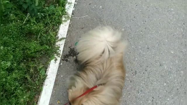 DOG-VLOG или два дня с нами. смотреть онлайн