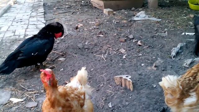 Смешная говорящая свинья. (карликовый поросенок) смотреть онлайн