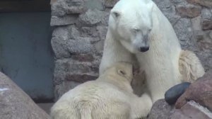 Uslada nurses 9-month-old Zabava at Leningrad Zoo, in Saint Petersburg, Russia