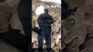 Африканская чума в пензенской области