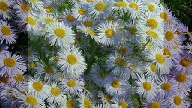 Продажа саженцев смотреть онлайн