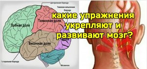 Компрессия малого затылочного нерва мешает крови течь в мозг, ускоряет старение. Массаж 2-х точек