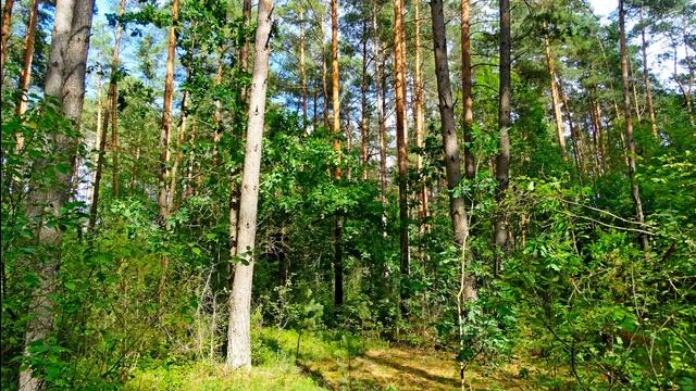 Исцеляющее пение птиц в летнем лесу. Расслабляющие звуки природы для сна и отдыха. 5 часов релакса.