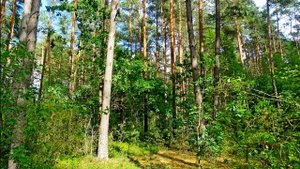 Исцеляющее пение птиц в летнем лесу. Расслабляющие звуки природы для сна и отдыха. 5 часов релакса.