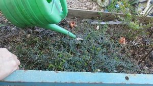 ПОДКОРМКА ГОЛУБИКИ-  удобрением для хвойников  .ПОДКИСЛЕНИЕ ПОЧВЫ .CONSTRUCTION OF BLUEBERRY