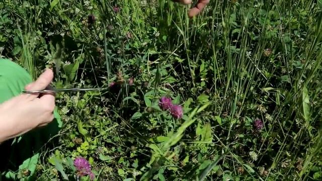 Клевер луговой и цветы шиповника. смотреть онлайн