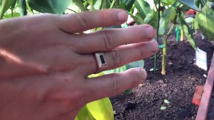 Выращивание перца. Осыпаются бутоны, не завязываются плоды? Как решить эту проблему. Уход за перцем