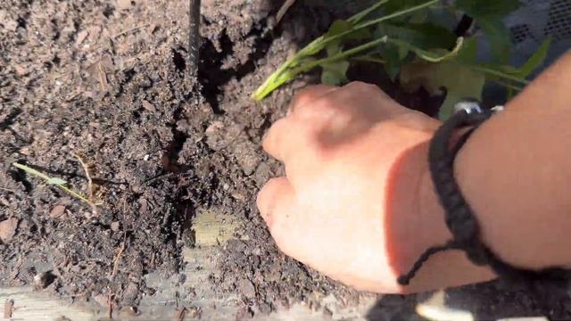 And, The New Name for the Butterfly Haven is…??? смотреть онлайн