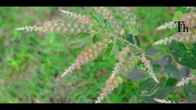 ನಣಯದ ಗಡ Showy desmodium