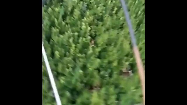 Самшит (буксус) для бордюрных дорожек 15см смотреть онлайн