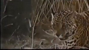 Alabai vs Leopard / Alabaý vs Gaplaň / Turkmen Alabay