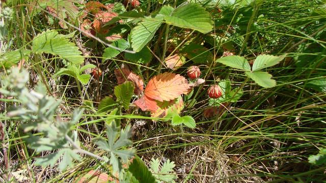 Сонеты лета смотреть онлайн