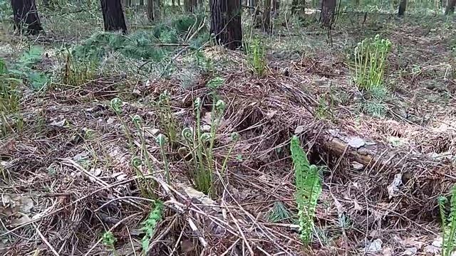 Страусник в лесу! 13мая +27и с7числа из ничего такие уже съедобные побеги! И рядом другой вид их! смотреть онлайн