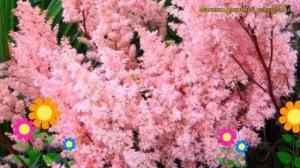 Астильба японская Лоллипоп. Краткий обзор, описание характеристик astilbe japonica Lollypop