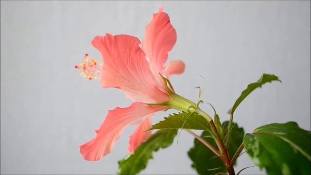 Гибискус Купера Cooperi смотреть онлайн