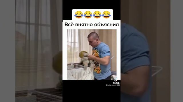 как объяснить коту что нельзя скидывать вещи со стола