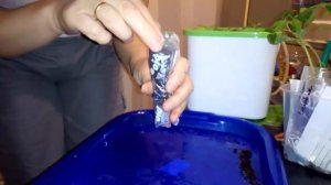 ? Рассада помидоров в пеленках. Собственный опыт выращивания рассады в пеленках.