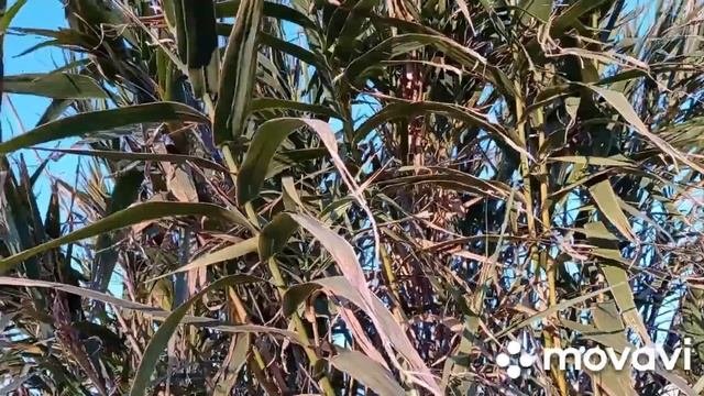 Как стоматологи разводят на деньги, когда надо требовать свое и чем Нехочучки отличаются от НИХ?