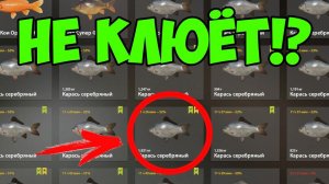 ЧТО ДЕЛАТЬ КОГДА НЕ КЛЮЕТ В РУССКОЙ РЫБАЛКЕ 4 РР4?