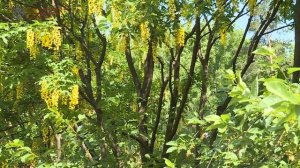 Бобовник альпийский // открытый грунт Ботанического сада СПбГУ