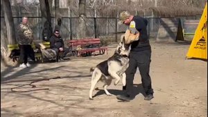 Защитный тренинг ВЕО Восточно-европейская овчарка Финист ясный сокол Рой. Фигурант: Alex Zevin