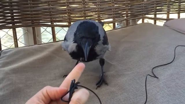 Ворона - москвичка) смотреть онлайн