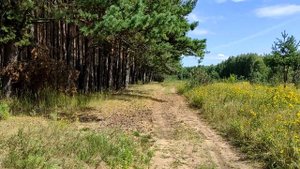 На питбайке за грибами в "Ларинский лес"