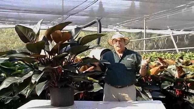 Philodendron Congo Rojo.avi