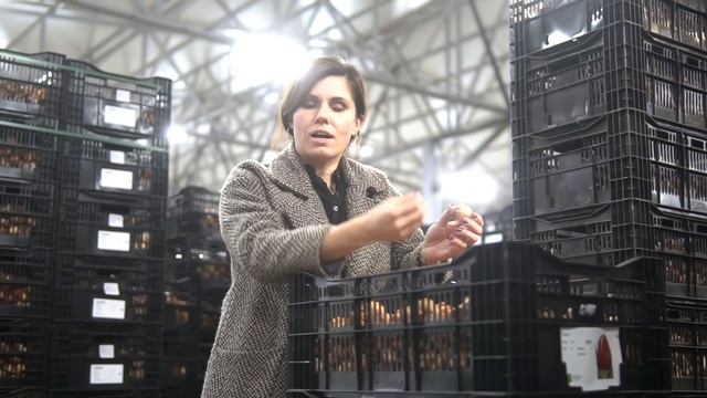 ЛУКОВИЦЫ тюльпанов, гиацинтов, нарциссов, ирисов. Сроки заказа и поставки. смотреть онлайн