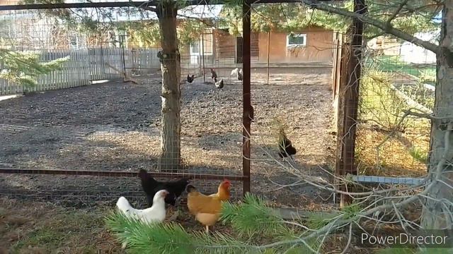 ДОМАШНИЕ ХЛОПОТЫ .ЖИЗНЬ В ЧАСТНОМ ДОМЕ