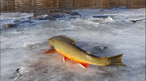 Рыбалка на Камчатке,Быстрая,голец