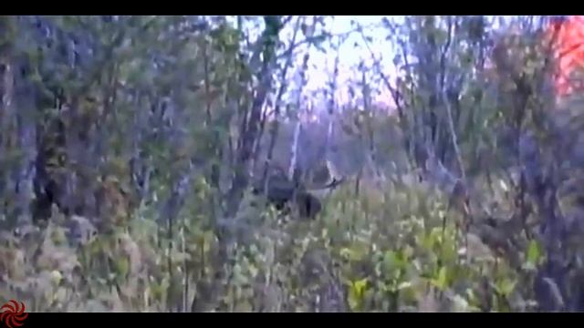 MOOSE hunting. HUGE moose in Alaska. ОХОТА НА ЛОСЯ. Огромный лось на Аляске