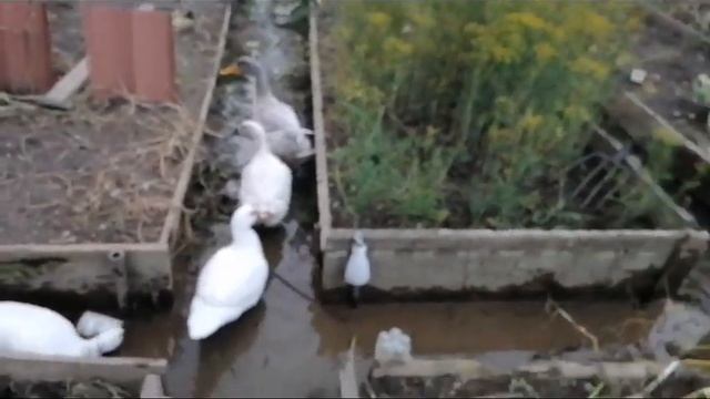 Потоп в огороде, реки тёплой воды!