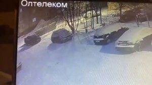 В Оленегорске волк нападает на собак видео от Юлии Мехниной