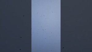 польот голубей вертунов