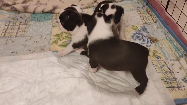 щенки Бостон терьера 1 месяц