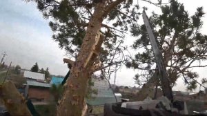 пилю елку.или сосна.