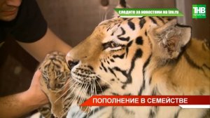 ? В Казанском цирке у тигрицы Магды пополнение - родились четверо малышей | ТНВ